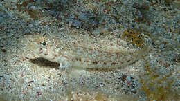 Image of Slender Goby