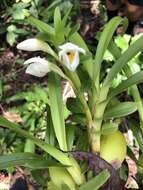 Image of Maxillaria camaridii Rchb. fil.