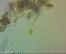 Image of <i>Euastrum denticulatum</i>