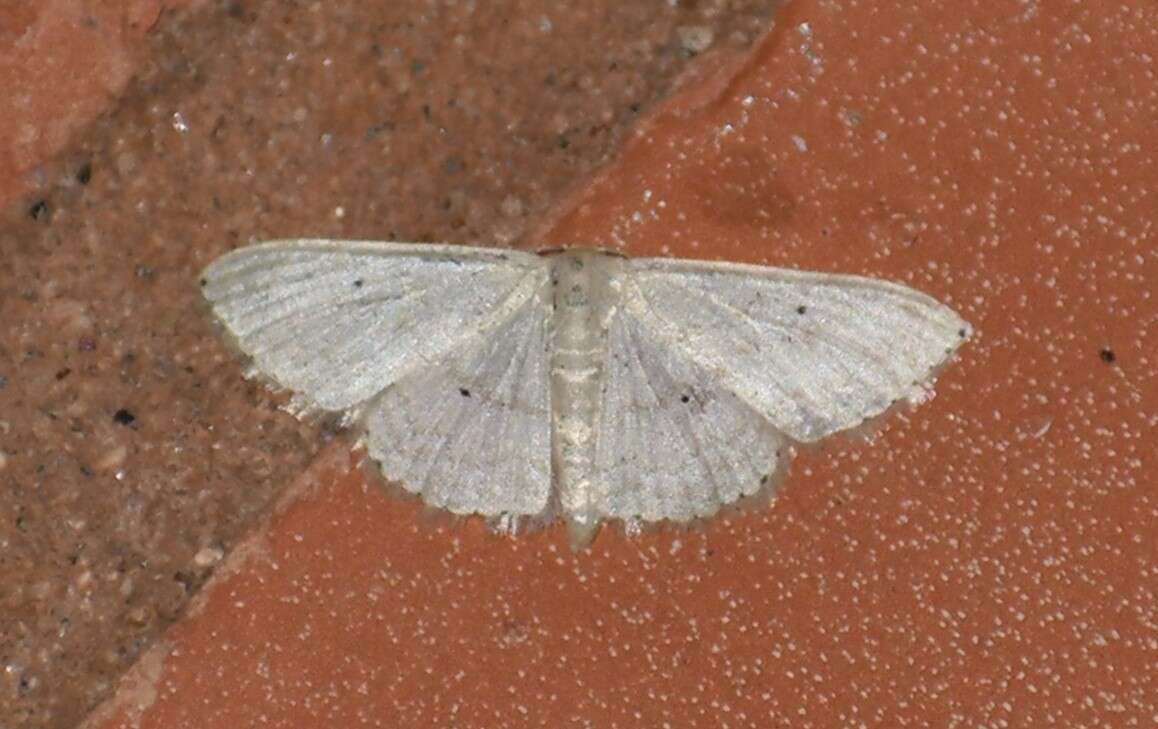 Image of Scopula benitaria Barnes & McDunnough 1913