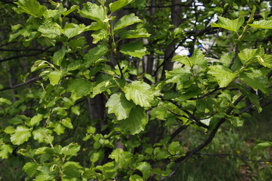 Слика од Alnus hirsuta (Spach) Rupr.