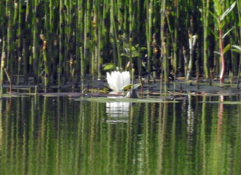 Image de Nénuphar Blanc