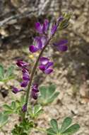 Plancia ëd Lupinus hirsutissimus Benth.