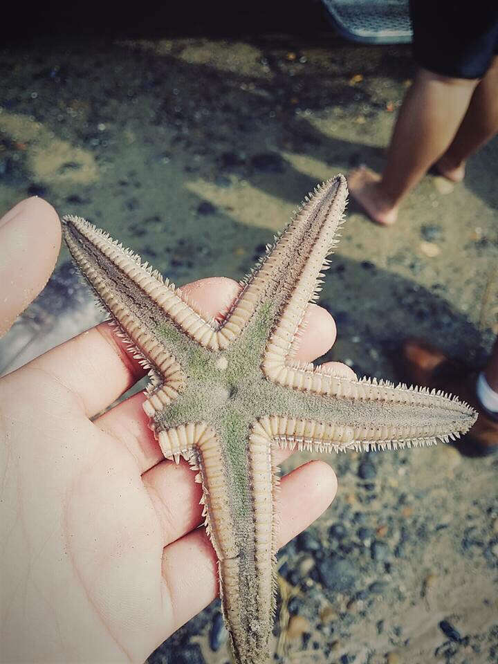 Image of Two-spined sea star