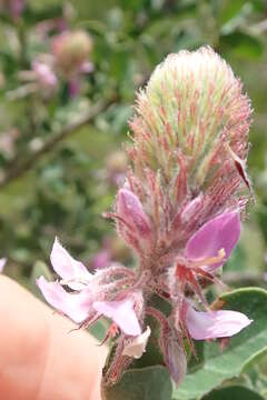 Image of Indigofera superba C. H. Stirt.