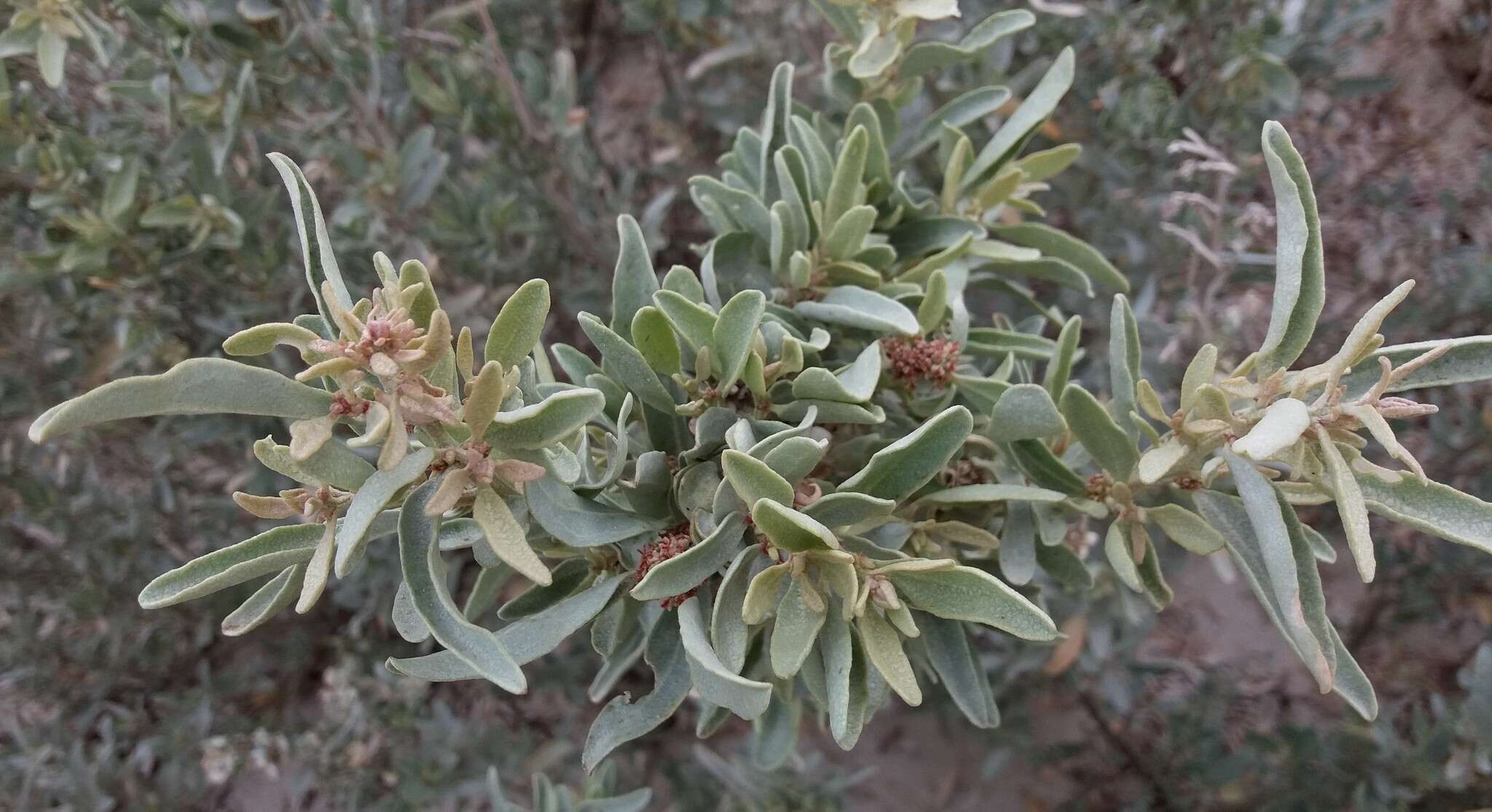 Imagem de Atriplex cinerea Poir.