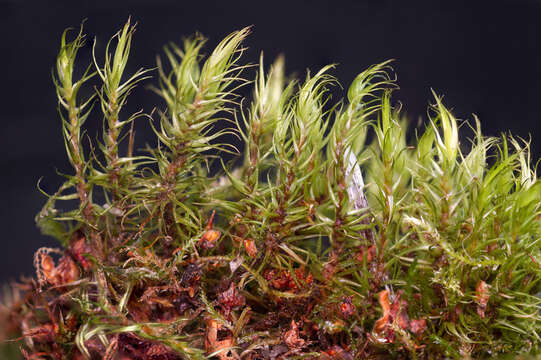 Image of dicranum moss