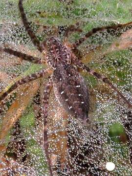 Image of Hippasa australis Lawrence 1927