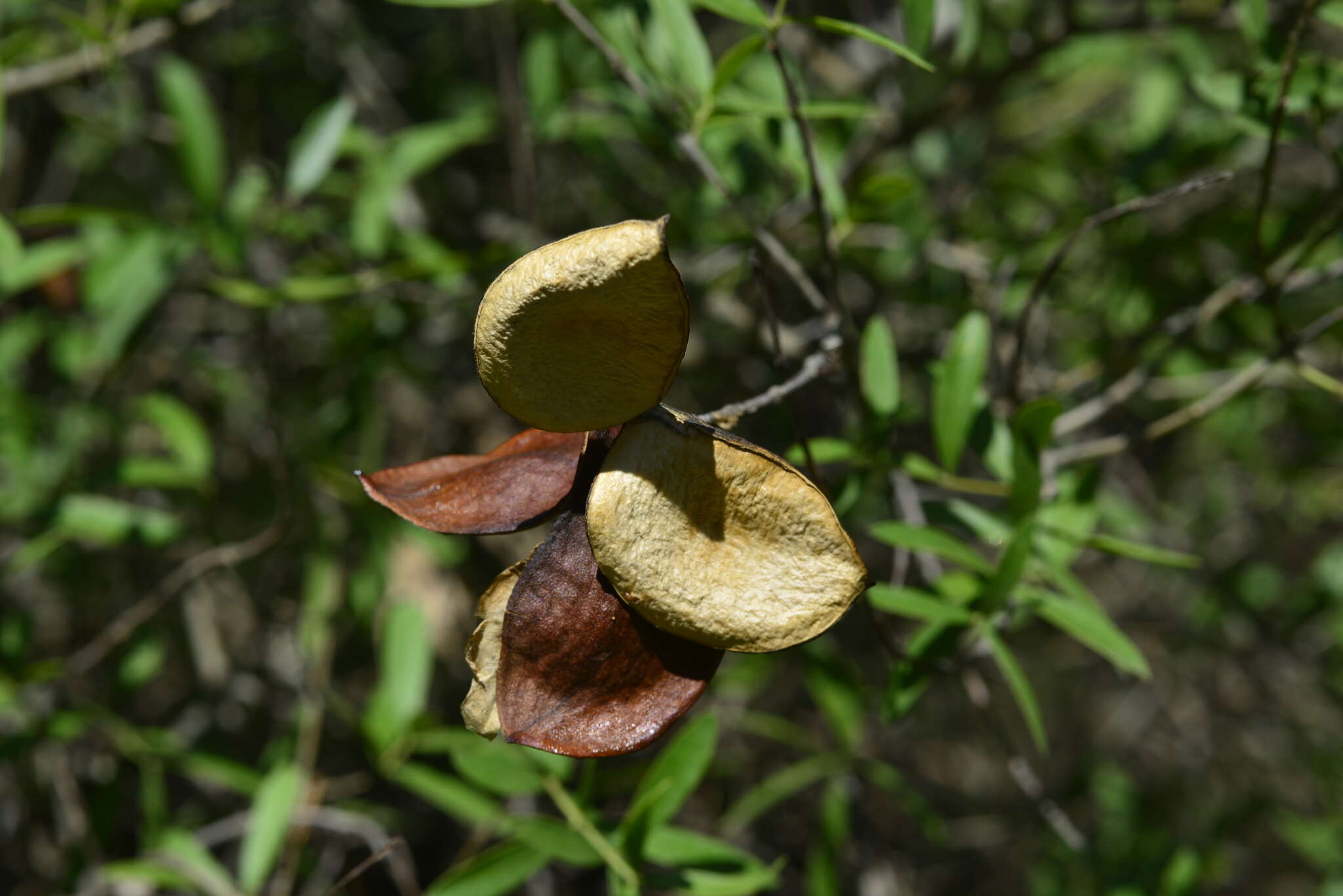 Image of Aspidosperma triternatum N. Rojas