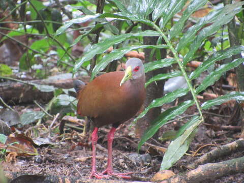 Image of Brown Wood Rail