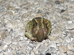 Image of Hurter’s Spadefoot