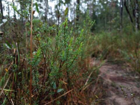 Image of Carolina St. John's-Wort