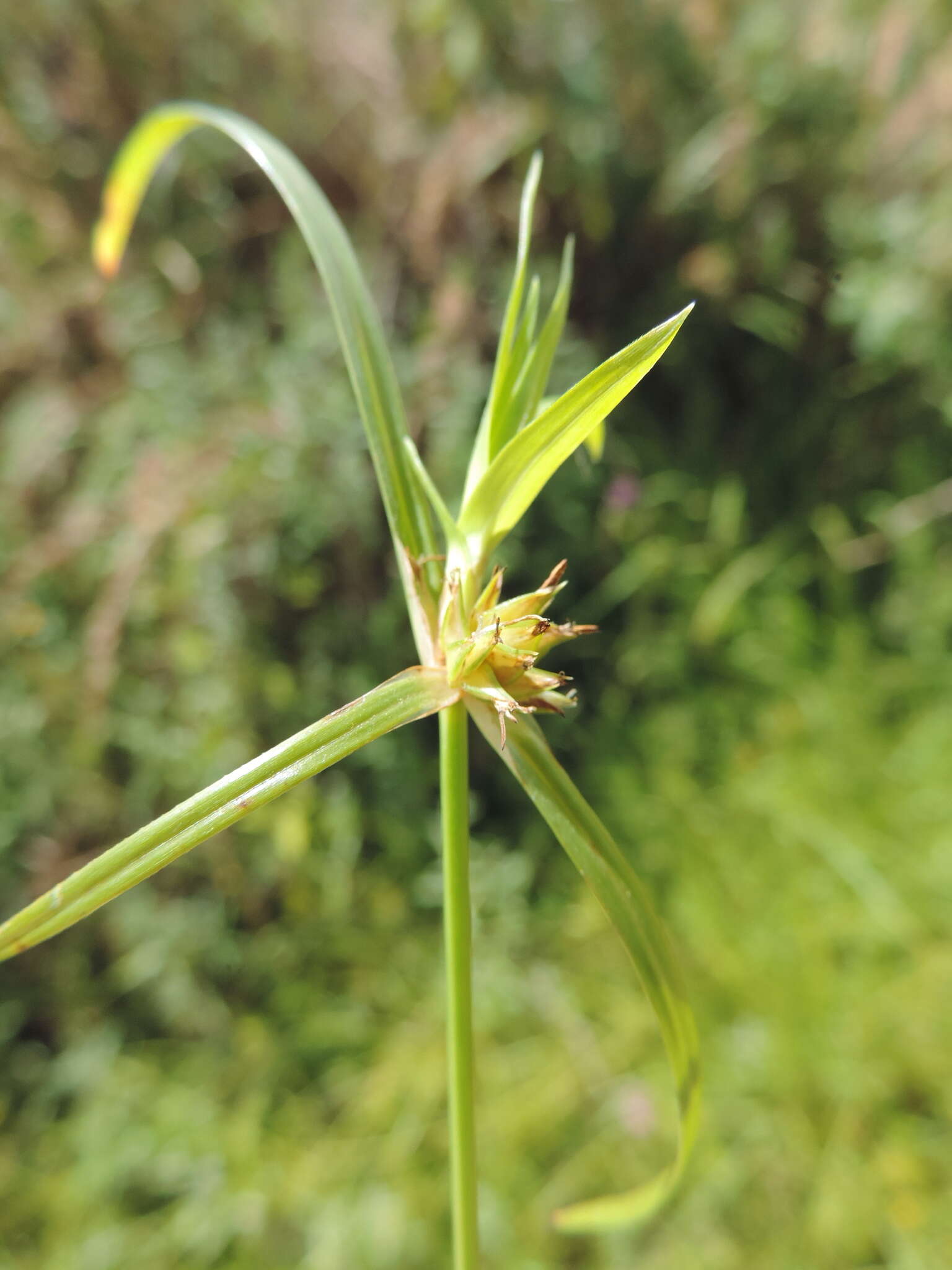 Image de Cyperus ridleyi Mattf. & Kük.