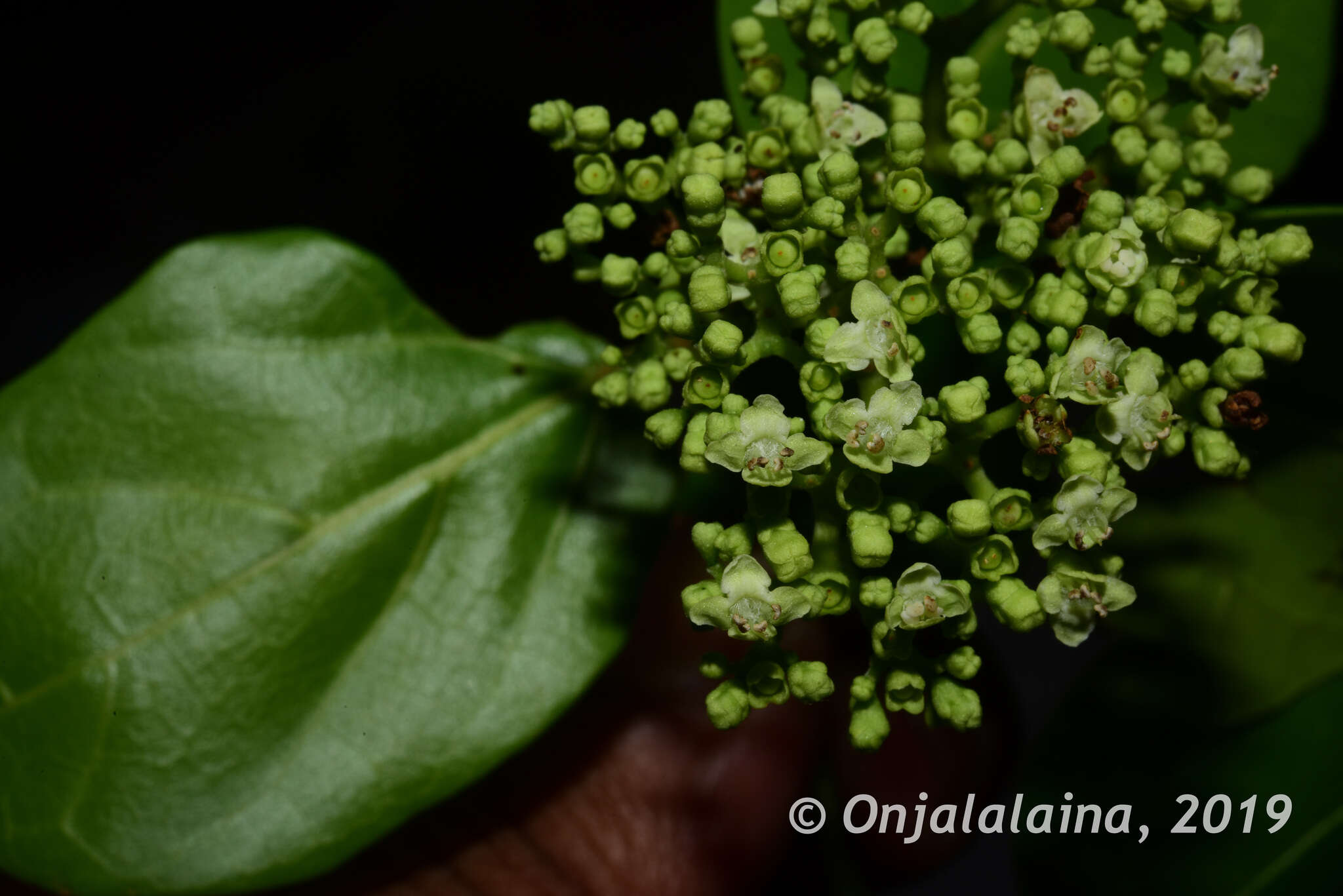 Image of Premna corymbosa Rottler