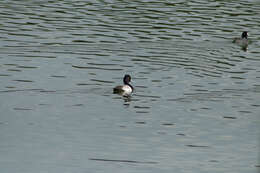 Image of Lesser Scaup