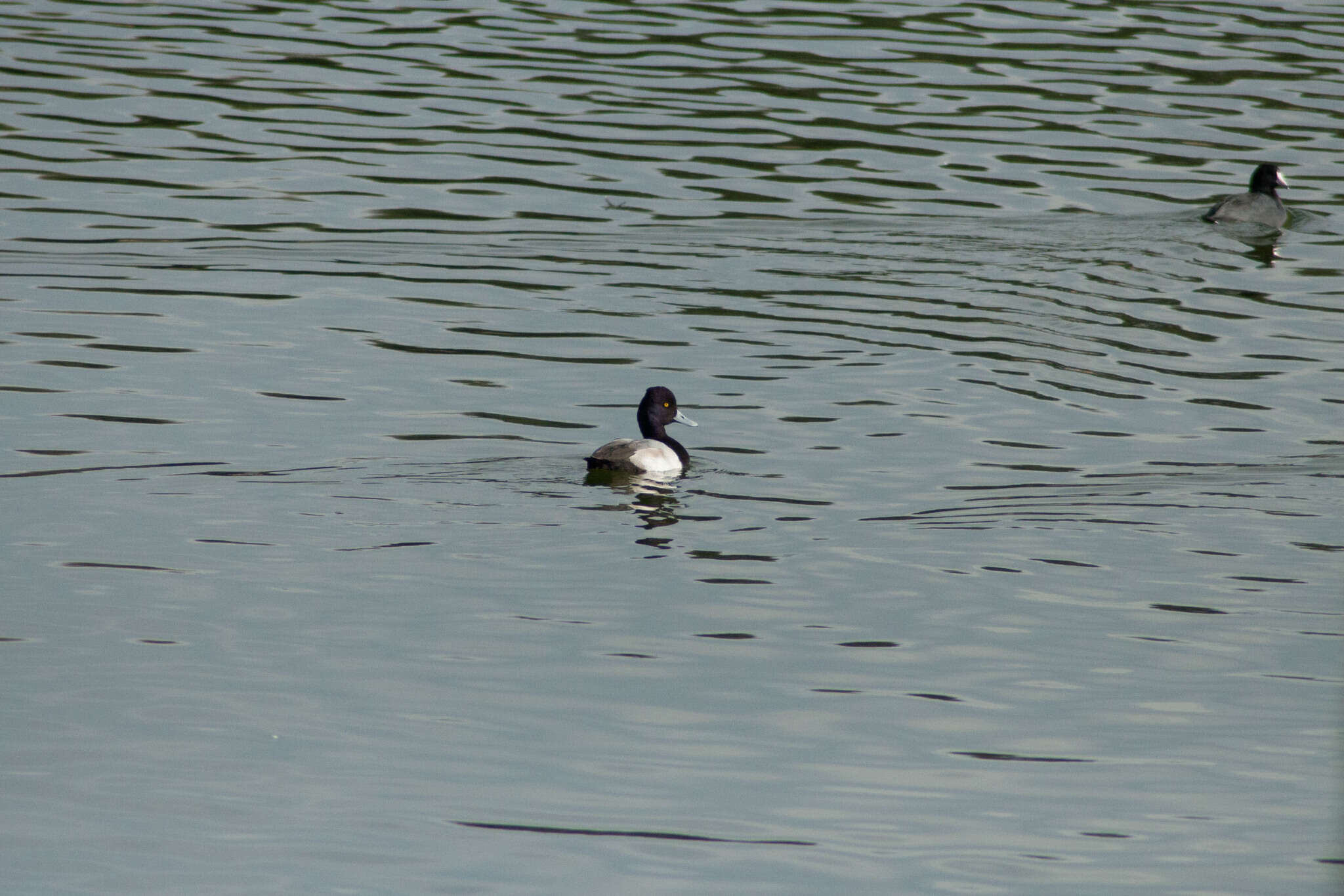 Image of Lesser Scaup