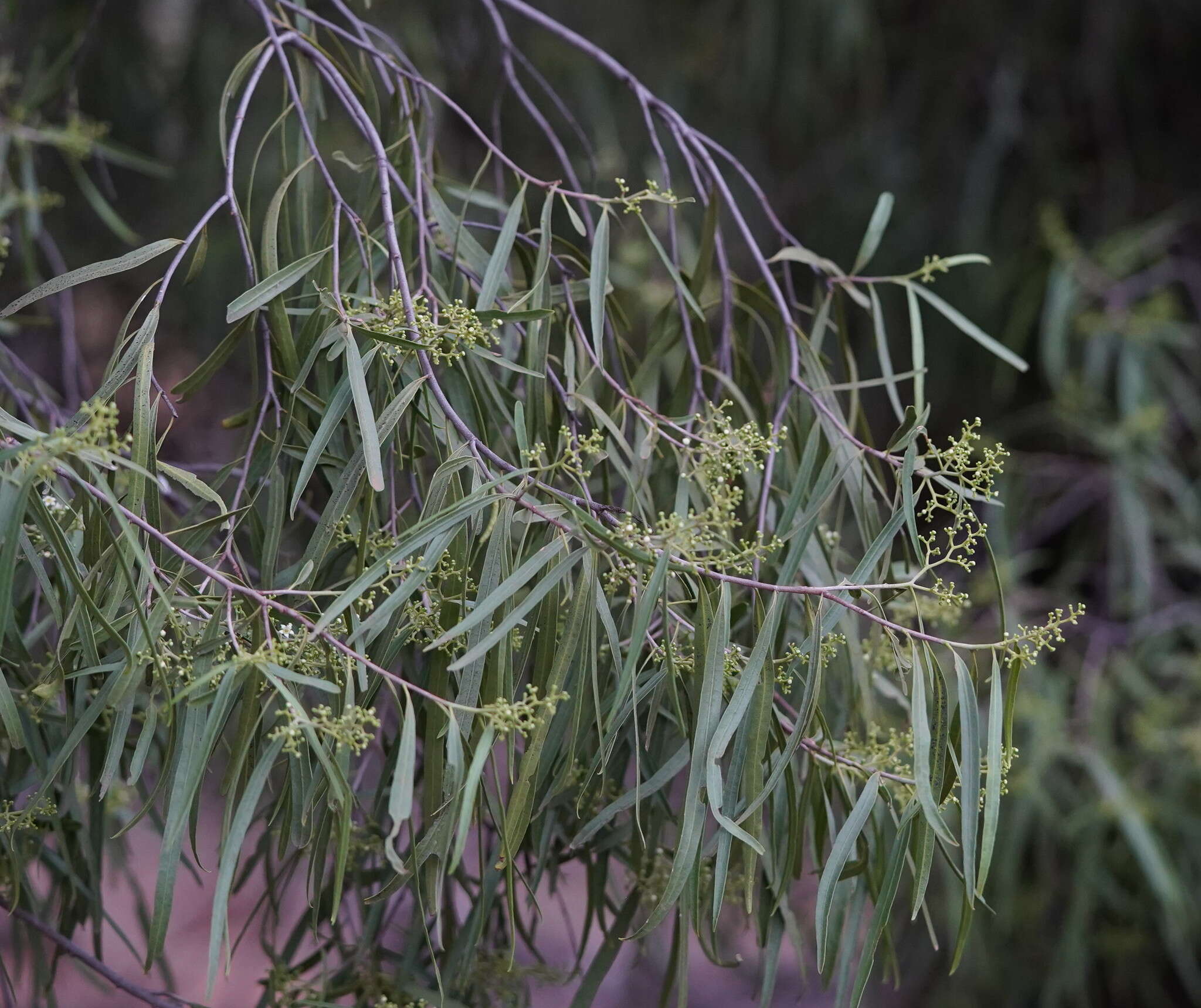 Image of Geijera parviflora Lindl.