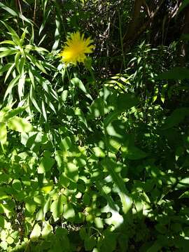 Plancia ëd Sonchus arvensis L.