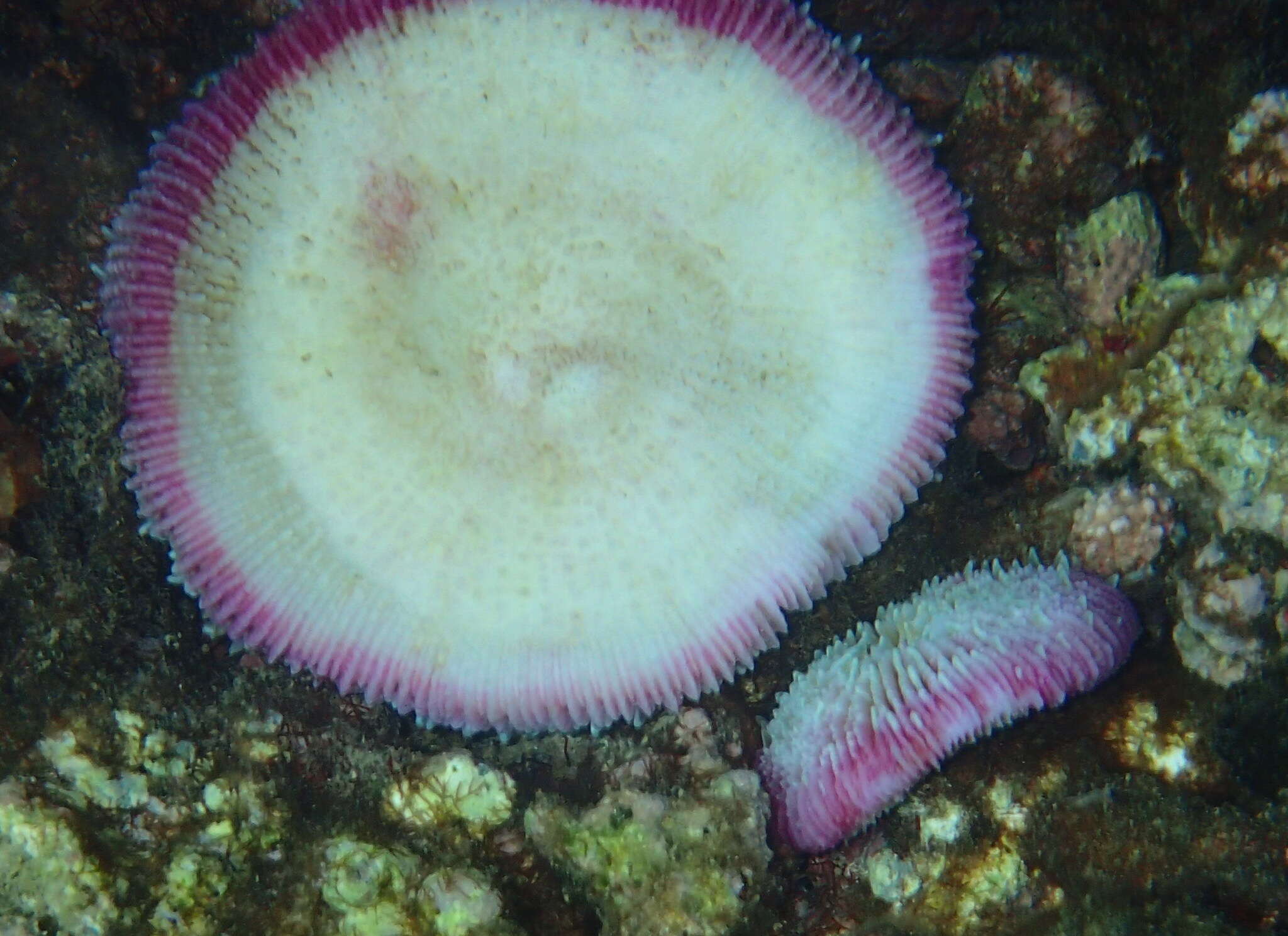 Image of Common Mushroom Coral