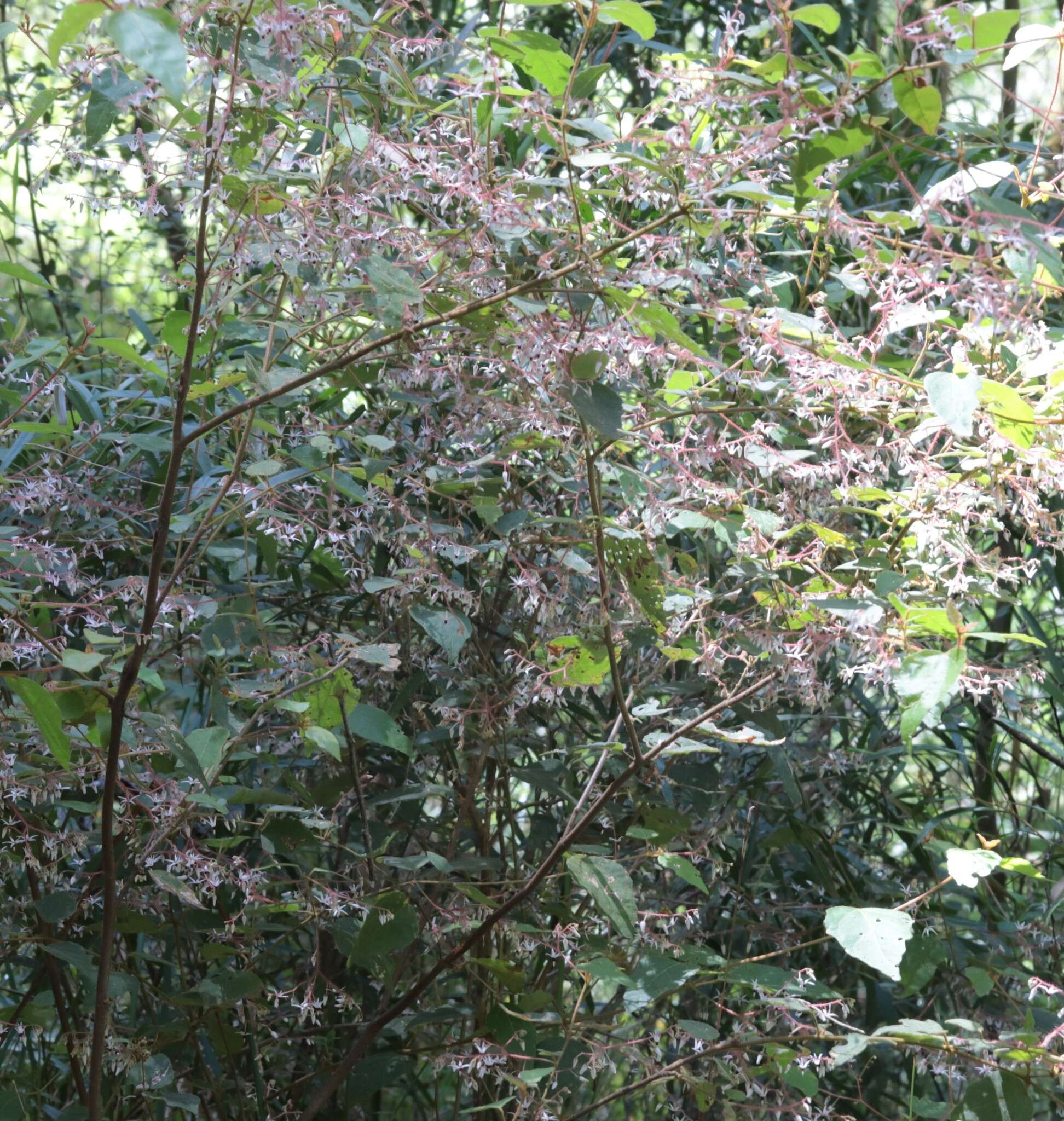 Image of Lasiopetalum floribundum Benth.