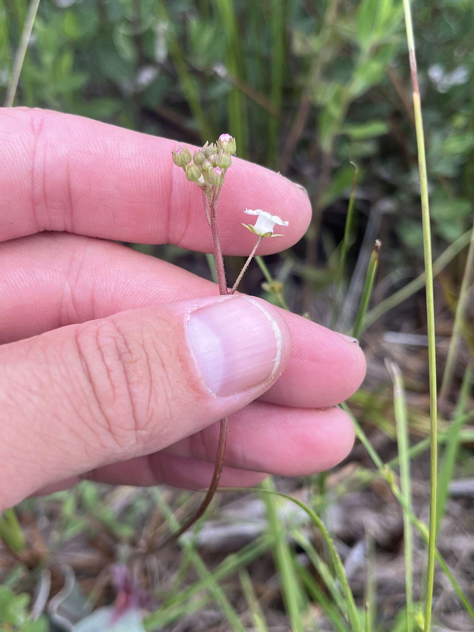 Image of limewater brookweed