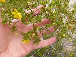 Image de Larrea tridentata (Sesse & Moc. ex DC.) Coult.