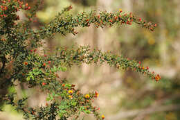 Image of <i>Daviesia ulicifolia</i> subsp. <i>ruscifolia</i>