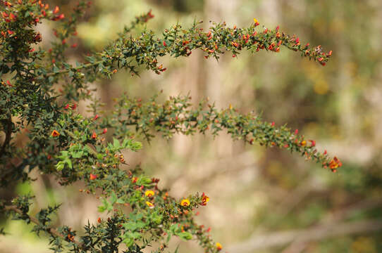 Image of <i>Daviesia ulicifolia</i> subsp. <i>ruscifolia</i>