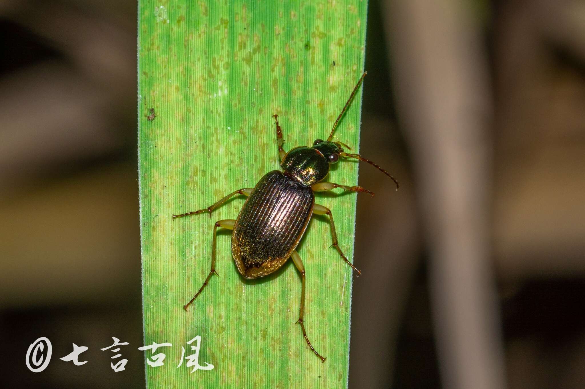 صورة Chlaenius (Chlaeniellus) inops Chaudoir 1856