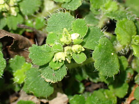 Image of Chrysosplenium hebetatum Ohwi