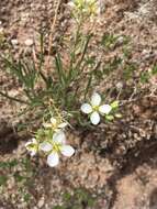 Image of White Sands fanmustard