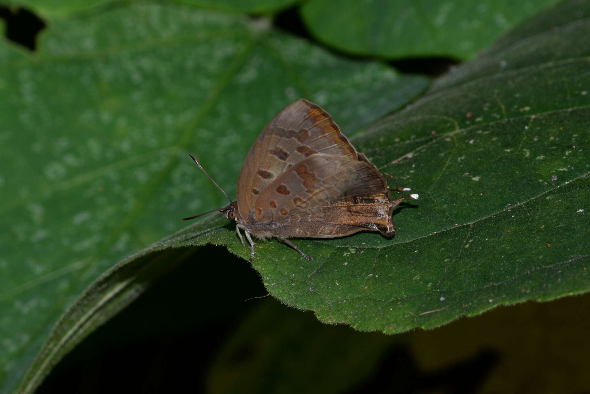 Image of Arhopala bazalus (Hewitson 1862)