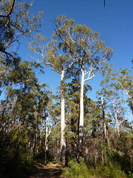 Sivun Eucalyptus globulus subsp. maidenii (F. Müll.) Kirkpatrick kuva