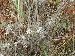 Imagem de Salvia officinalis subsp. lavandulifolia (Vahl) Gams