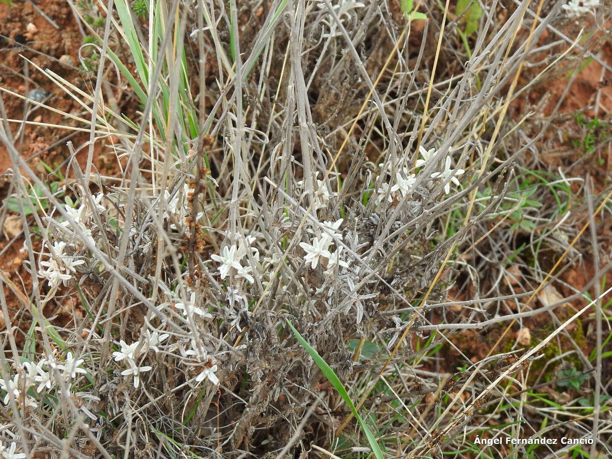 Salvia officinalis subsp. lavandulifolia (Vahl) Gams的圖片