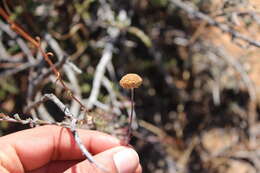 Image of Pentzia quinquefida (Thunb.) Less.