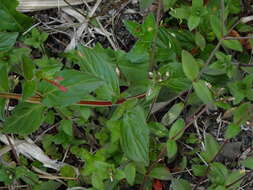 Image de Epilobium amurense Hausskn.