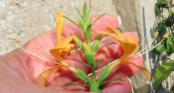 Imagem de Barleria prionitis subsp. delagoensis (Obermeyer) R. K. Brummitt & J. R. I. Wood