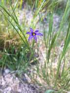 Image of Stiff Blue-Eyed-Grass