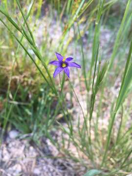 Sisyrinchium demissum Greene的圖片