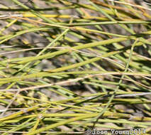 Image of Broom celery