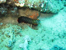 Image of peacock mantis shrimp