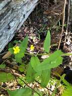 Image of Goodenia heterophylla subsp. teucriifolia (F. Müll.) R. Carolin