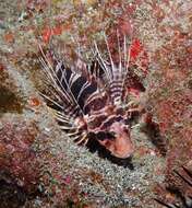 Pterois sphex Jordan & Evermann 1903 resmi