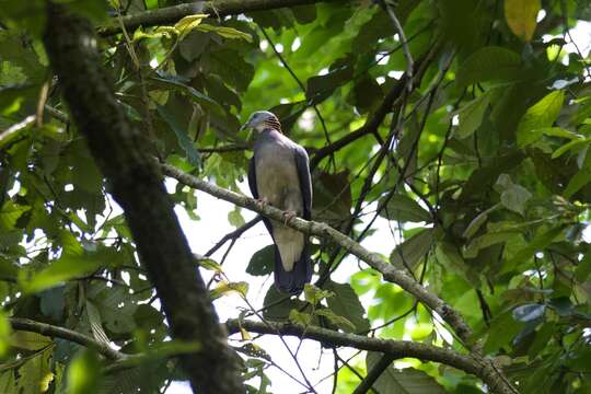 صورة Columba pulchricollis Blyth 1846