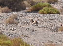 Image of Dorcas Gazelle