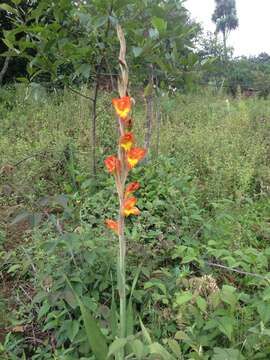 صورة Gladiolus dalenii Van Geel