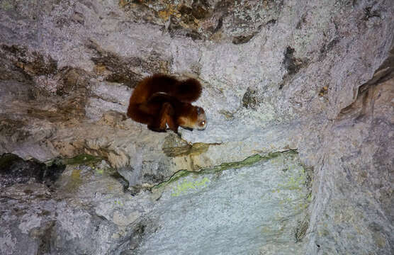 Image of Red And White Giant Flying Squirrel