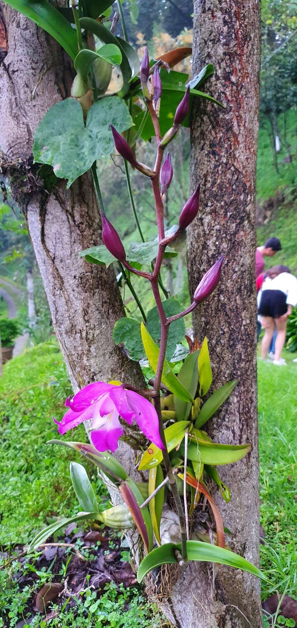 Image de Laelia autumnalis (Lex.) Lindl.