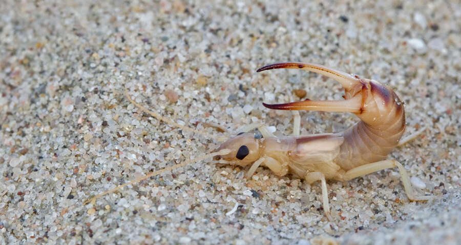 Image de Labiduroidea